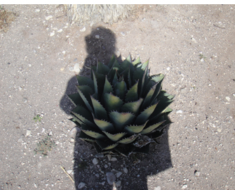 My Shadow in Marfa, Texas by Carlos, 11 year old